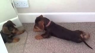 wirehaired dachshund puppy plays with mirror VERY CUTE [upl. by Atrebor]