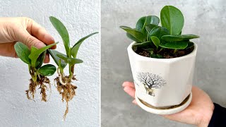 Just a few leaves made this way and you will have a lovely table Peperomia plant [upl. by Nylirahs]