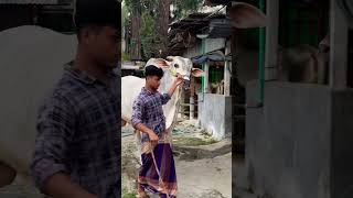 Tallest cow in Bangladesh  look at the size of this giant [upl. by Maxfield124]