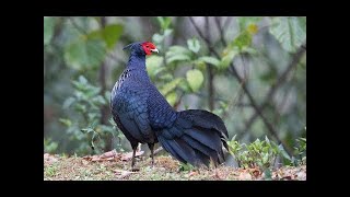 Kalij pheasant Lophura leucomelanos call  sound [upl. by Slade460]