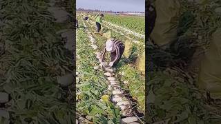 The process of quickly cutting radish stems [upl. by Annaes]