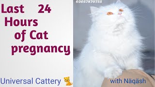 Top 8 Signs Cat is in Labor  Last 24 hours of cat pregnancy [upl. by Llenal]