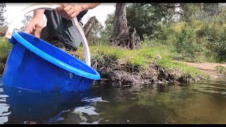 Trout Cod Stocking into the Upper Murrumbidgee River NSW [upl. by Laerdna]