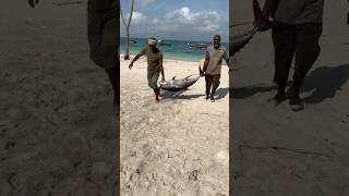 Тунец на Занзибаре 🔥🔥 серегазанзибар zanzibar занзибар занзибар2024 рыба рыбалка тунец [upl. by Allsopp]