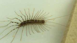 ID  Scutigera coleoptrata  The Deadly House Centipede [upl. by Edialeda]