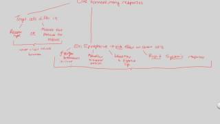 Endocrine System I  Many Effects  BIALIGYcom [upl. by Onidranreb]