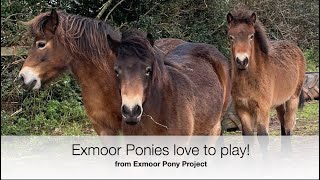 Exmoor Ponies Love to Play [upl. by Yenoh220]