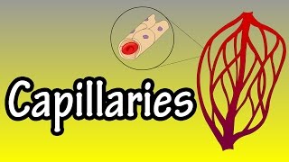 Capillaries  What Are Capillaries  Functions Of Capillaries [upl. by Llenrahc]