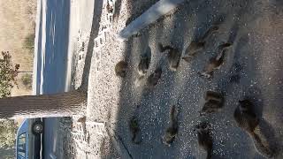 Ground Squirrels eating oatmeal [upl. by Nanny919]