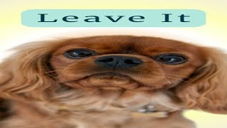 How to Train Your Cavalier Puppy to Leave It Teaching Leave Something with Positive Training [upl. by Nohsar]