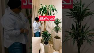 تجربة انقاذ دراسينا من العفن عنايةواهتمامالنباتات اكسبلور plants [upl. by Varin]