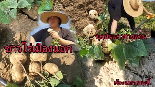 ชาวไร่เมืองนอกขุดมันแกวต่างแดน plant jicama in USA🇺🇸 [upl. by Nahtanha]