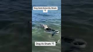 Dog Eaten By Shark 😱 [upl. by Remy]