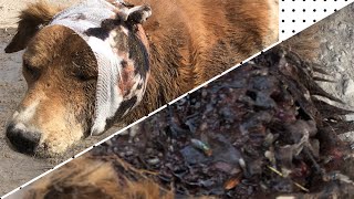 Dog almost killed by Maggots amp Flies recoversanimallifeline1124 [upl. by Airalednac]