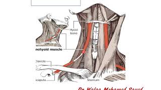 6 Infrahyoid muscles and ansa cervicalis Dr Walaa [upl. by Nesnaj]