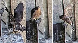 367 FalconCam Project😲😎 Brave little one jumps on the parents roost 203 pm 20241110 [upl. by Gerhard]