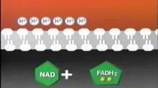 Metabolismo V La fosforilación oxidativa flv [upl. by Bradman]