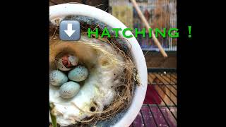 Canary Egg Hatch Day [upl. by Margret161]