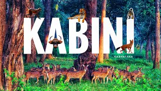 Nagarhole National Park  Tiger Reserve  Jungle Lodges and Resorts  Jeep Safari  Kabini  Part 1 [upl. by Coffey271]