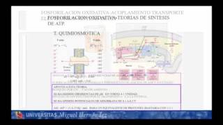 Lec007 Fosforilación Oxidativa I umh1700 [upl. by Lois223]