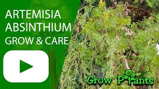 Artemisia absinthium  grow amp care Common wormwood [upl. by Inimod]