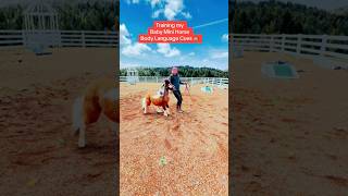 Mini Horse Body Language Cues 🐴 shortsvideo horse equestrian pony [upl. by Valerye]