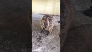 Having fun at Rotto 🤿 rottnestisland rottnest quokka westernaustralia beachlife [upl. by Redan]