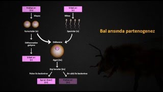 Biyoloji Dersi Eğitim Videosu Bal Arısında Partenogenez [upl. by Orlan705]