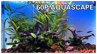 60P Aquascape [upl. by Ibok]