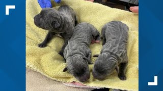 Newborn puppies in Lackawanna County were found in garbage bags left in dumpster police say [upl. by Dray]