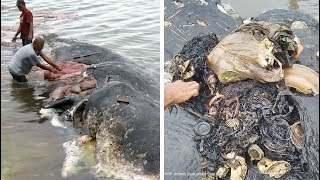 Umweltverschmutzung Pottwal mit sechs Kilo Plastik im Magen angespült [upl. by Loux]