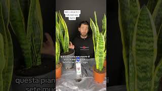 Sansevieria trifasciata coltivazione [upl. by Aisined]