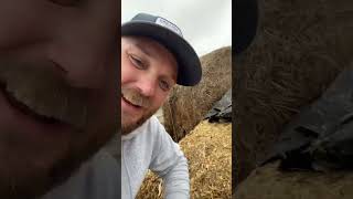 Opening silage pile corn familyfarm silageseason [upl. by Adora]