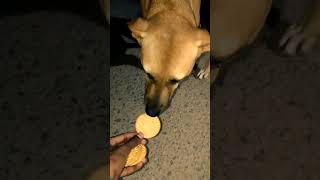 Few 🍪 More ☺️ 🐕🐶 shorts youtube youtubeshorts dog streetdog happiness viralshorts [upl. by Androw]