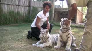 Cute White Tiger Cubs 5 months old [upl. by Lothair]