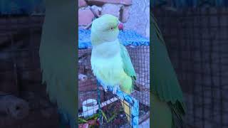 new perrot video subscribe now🙏 [upl. by Narod]