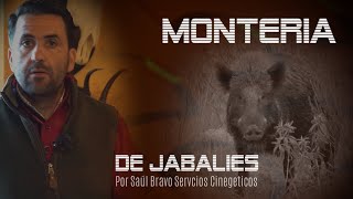 MONTERÍA DE JABALÍES 🐗 CON SAUL BRAVO 🇪🇸 [upl. by Ad]