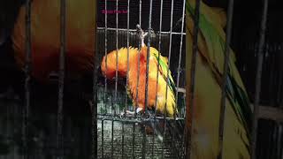 Sun conure birds birds parrot lovebirds pets animals [upl. by Labaw562]