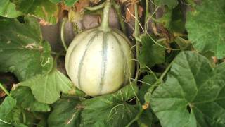 Garden Tip  Harvesting Charentais Melon [upl. by Musette]