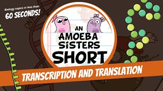 Transcription and Translation Steps in Protein Synthesis  Amoeba Sisters Shorts [upl. by Violante]