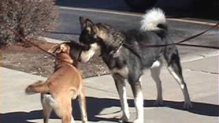 One Great Snark slow motion dog to dog meeting [upl. by Jessy]