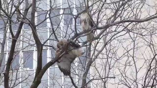 Redtailed hawk loses his mate 1 [upl. by Caro839]