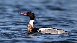 Redbreasted Merganser courtship display [upl. by Atilrak]