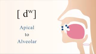 dʷ  voiced unaspirated labialized apical alveolar stop [upl. by Hoshi]