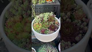 Succulent arrangement sempervivum succulentarrangements succulentvarieties succulent succulent [upl. by Anik]