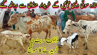 Cow Prices Started To Come DownPure Cholistani Sahiwal Cows Price In Pakistan Dairy Farming Cattle [upl. by Body982]