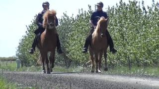 Egilsstaðir 1  Reiten macht Spaß [upl. by Bessie]