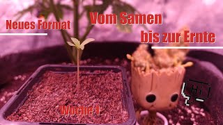 Keimung amp Aufzucht  Vom Samen bis zur Ernte [upl. by Arimaj]