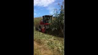 Hesston by Massey Ferguson WR9770 and 9186 TwinMax Energy Sorghum 2 [upl. by Orlantha]