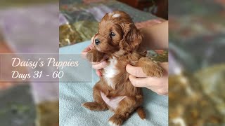 Cavapoo puppies development at home Days 31  60 [upl. by Fenner]